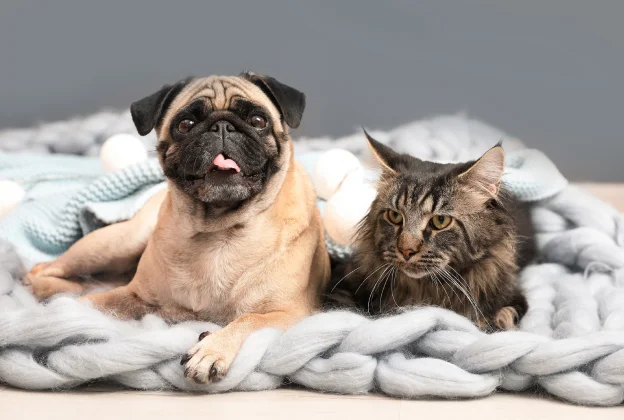 Carlin souriant et chat tabby poilu couchés sur une couverture en tricot épais à Montgiscard en Haute-Garonne 31